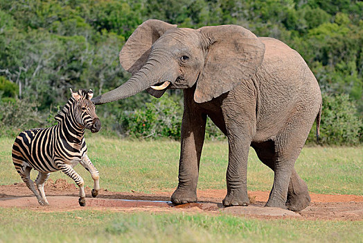 非洲,灌木,大象,非洲象,雄性动物,水潭,可怕,白氏斑马,马,斑马,阿多大象国家公园,东开普省,南非