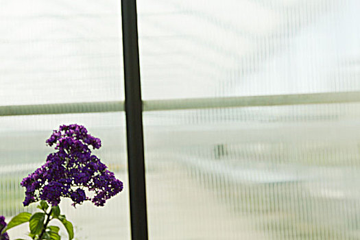 紫花,窗户