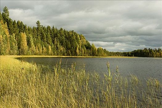 湿地,湖,国家公园,芬兰,欧洲
