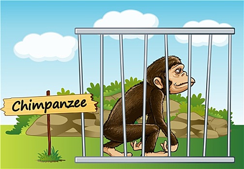 黑猩猩,笼子
