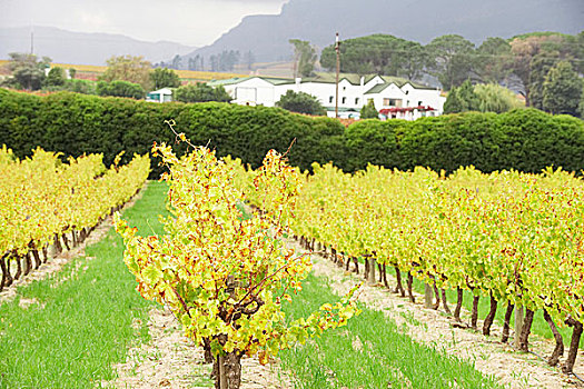 风景,葡萄酒厂,葡萄园,南非