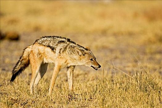 黑背狐狼,黑背豺,马卡迪卡迪盐沼,国家公园,博茨瓦纳,非洲
