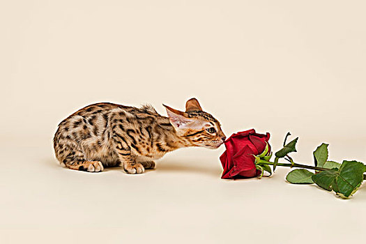 孟加拉,猫,小猫,嗅,红玫瑰