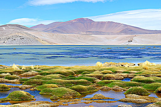 植被,泻湖,粉色,国家公园,内华达,区域,阿塔卡马沙漠,智利,南美