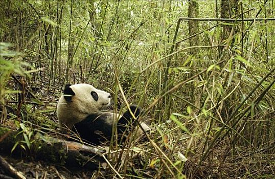 大熊猫,地上,竹子,卧龙自然保护区,中国