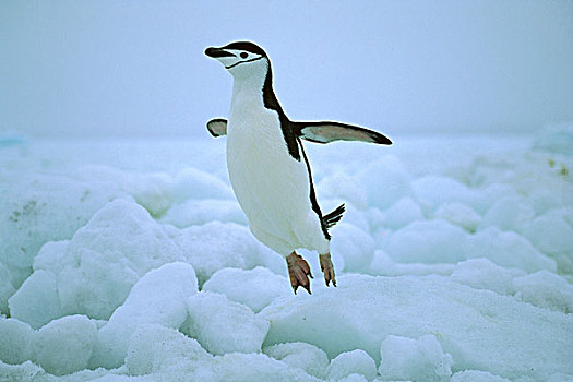 帽带企鹅,南极企鹅,蹦跳,上方,冰,库克群岛,南极