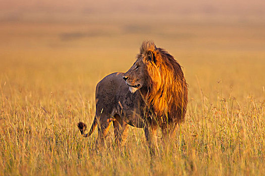 大,雄性,狮子,早晨,亮光,马赛马拉国家保护区,肯尼亚