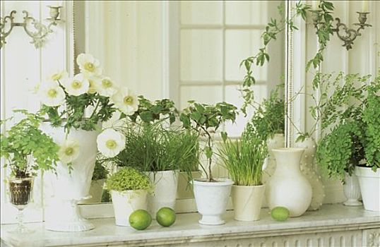 盆栽植物,白花,正面,镜子