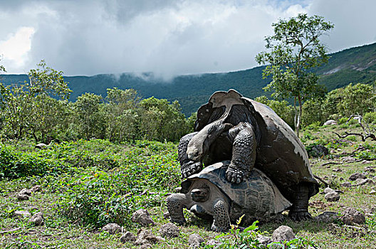 阿尔斯多火山海岛陆龟,加拉巴哥象龟,伊莎贝拉岛,加拉帕戈斯群岛,厄瓜多尔