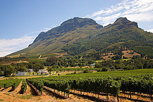 风景,酿酒,葡萄园,斯坦陵布什,西海角,南非,非洲