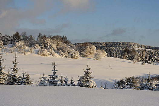 冬季风景,积雪,树,普拉蒂纳特,巴伐利亚,德国,欧洲