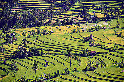 稻田,稻米梯田,中心,巴厘岛,印度尼西亚,亚洲
