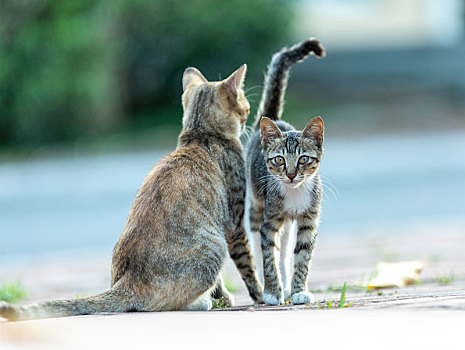 后院花园里玩耍的可爱猫眯