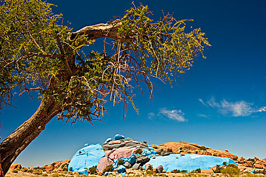 涂绘,石头,树,靠近,塔夫罗特,南方,摩洛哥,非洲