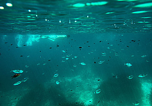 水下视角,成熟,男人,潜水,海面,米诺卡岛,巴利阿里群岛,西班牙