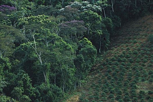 咖啡种植园,雨林,大西洋,树林,生态系统,巴西