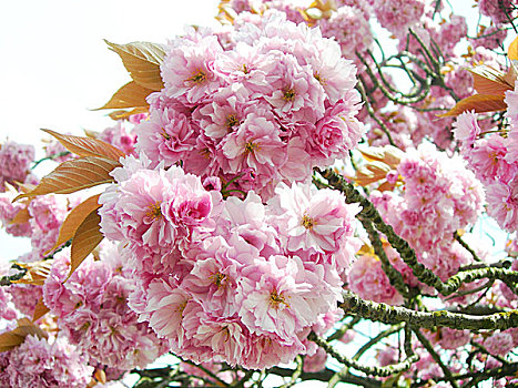 粉色,日本,樱花
