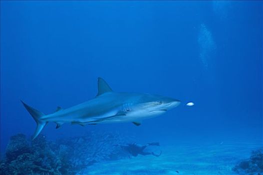 巴哈马,水下,鲨鱼