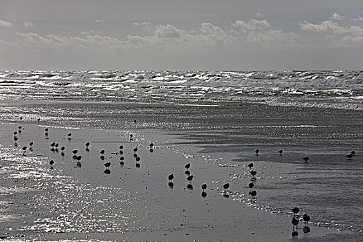 沙滩,潮退,剪影,觅食,逆光,海洋,海滩,沙子,水,浅,动物,水禽,鸟,矶鹞,红腹滨鹬,浪花,海浪