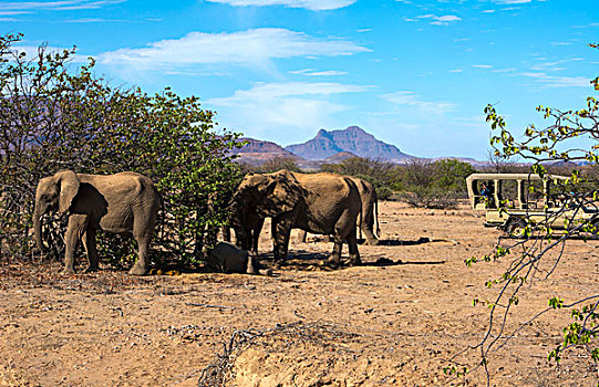 纳米比亚,荒芜,大象,堤岸,干燥,河床