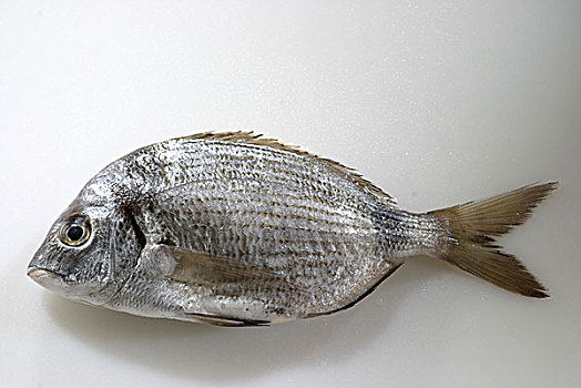铜盆鱼