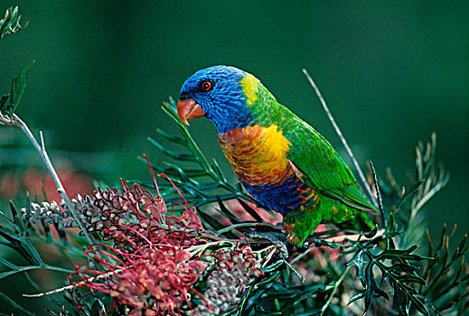彩虹,栖息,枝条,澳大利亚