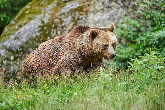 欧亚混血,棕熊,熊,草地,巴伐利亚森林国家公园,巴伐利亚,德国,欧洲
