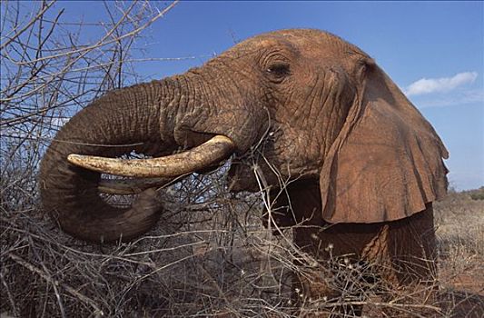 非洲象,孤儿,浏览,擦洗,东察沃国家公园,肯尼亚