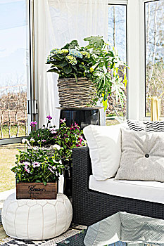 安放,开花植物,角,舒适,温室