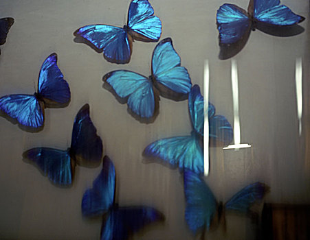 死,蓝色,蝴蝶,展示,玻璃