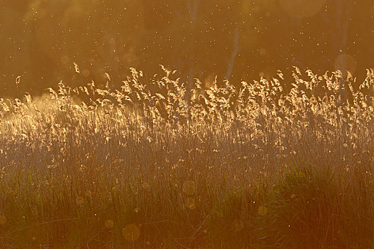 芦苇,逆光,日落,河,自然公园,梅克伦堡前波莫瑞州,德国,欧洲