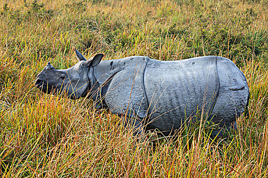 印度犀,印度犀牛,卡齐兰加国家公园,阿萨姆邦,印度,亚洲