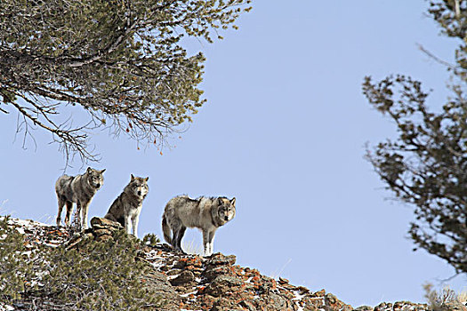 灰狼,狼,三个,黄石国家公园,怀俄明