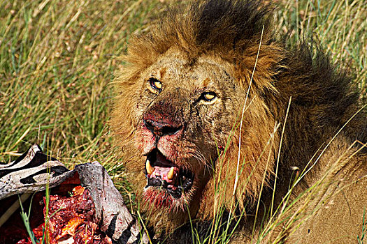 非洲狮,狮子,雄性,杀,斑马,畜体,马赛马拉,公园,肯尼亚