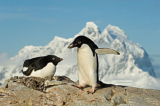 南极,南极半岛,阿德利企鹅,生物群,巢穴,孵卵,企鹅,鸟窝