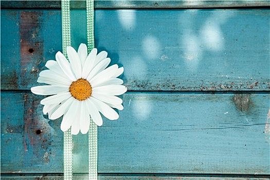 清新,白色,雏菊,蓝色背景,厚木板