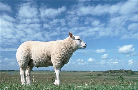 特塞尔,绵羊,羊羔,荷兰