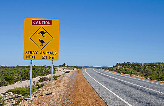 野生动物,签到,印度洋,公路,靠近,道路,西澳大利亚州