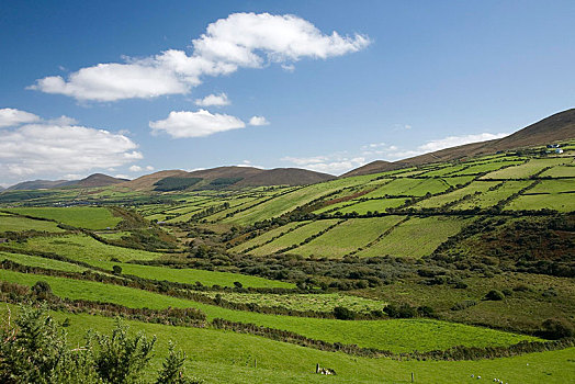 丘陵地貌,草场,半岛,峡谷,爱尔兰,欧洲