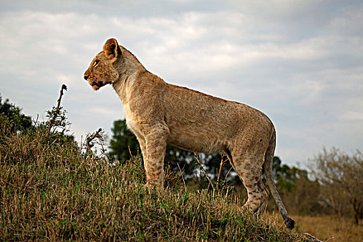 狮子,幼小,马赛马拉,肯尼亚,非洲