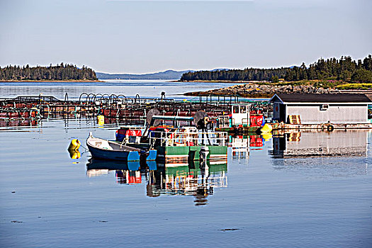 三文鱼,水产业,拿着,绿色,新布兰斯维克,加拿大,反射,芬地湾