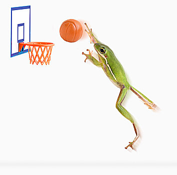 青蛙,玩,篮球