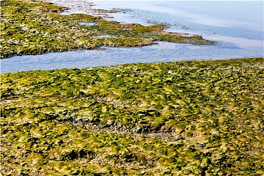 藻类