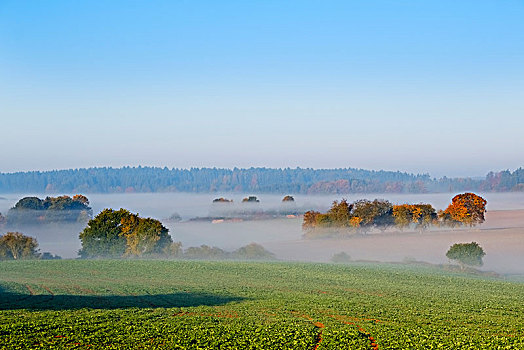 晨雾,靠近,自然公园,下巴伐利亚,巴伐利亚,德国,欧洲