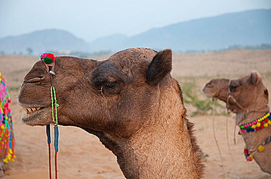 特写,骆驼,普什卡,拉贾斯坦邦,印度