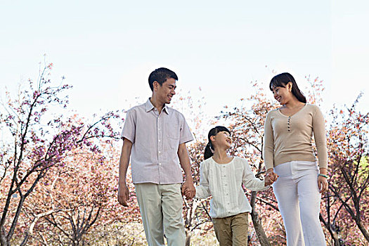 幸福之家,握手,散步,樱桃树,公园,春天,北京