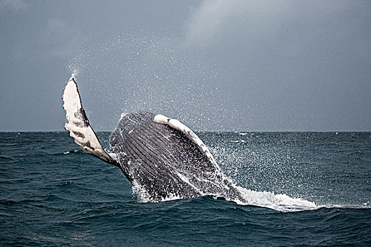 驼背鲸,跳跃,海洋