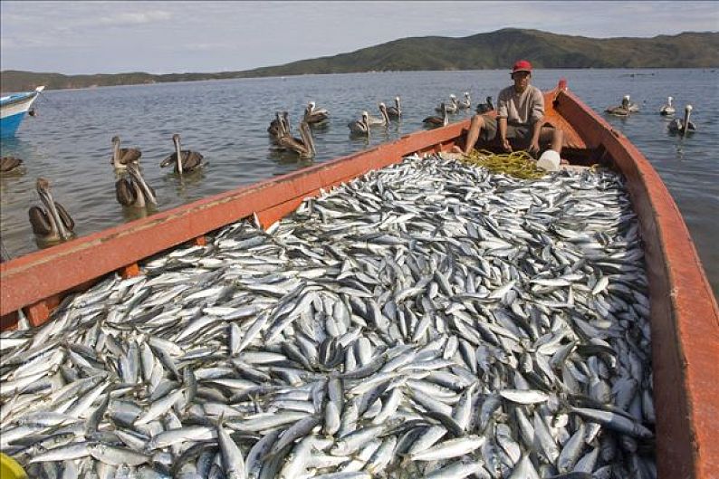 南非渔场图片