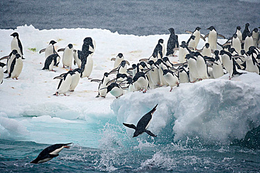 南极,保利特岛,阿德利企鹅,跳跃,冰山,海洋