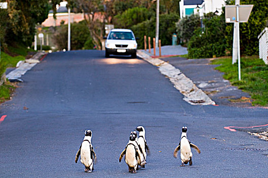 企鹅,黑脚企鹅,走,道路,漂石,海滩,城镇,西海角,南非,非洲